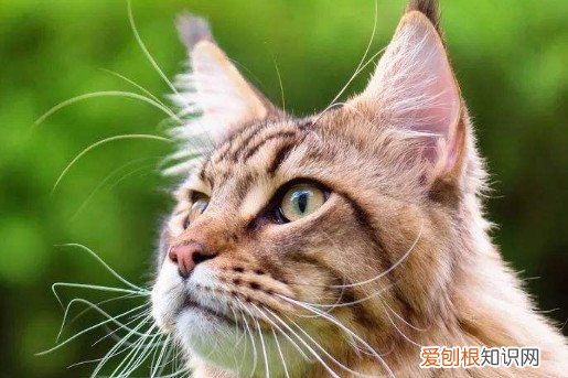 一岁的缅因猫大概还能长多长 缅因猫长到一岁左右