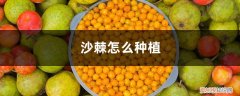 沙棘怎么种?沙棘种植技术 沙棘怎么种植，沙棘盆栽种植技术