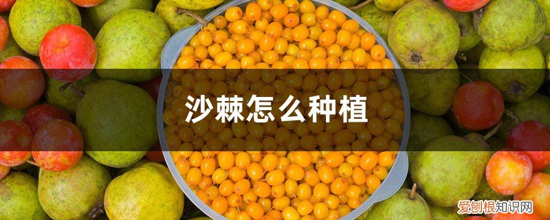 沙棘怎么种?沙棘种植技术 沙棘怎么种植,沙棘盆栽种植技术