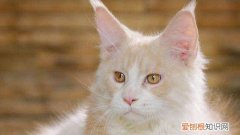 缅因猫开始发毛怎么办 缅因猫开始发毛