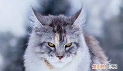 最便宜的缅因猫 缅因猫这么贵
