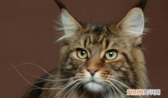 缅因猫出生 缅因猫生小猫