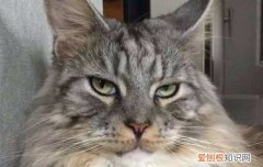 缅因猫能长多大 缅因猫猛涨