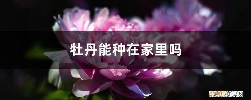 牡丹能种在家里吗,放家里好不好呀 牡丹能种在家里吗，放家里好不好