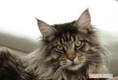 缅因猫是什么杂交的 缅因猫交配