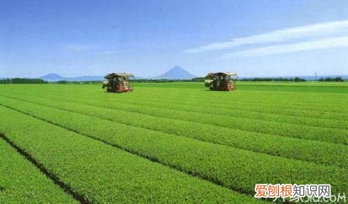 日本茶叶的分类 抹茶的生产工艺