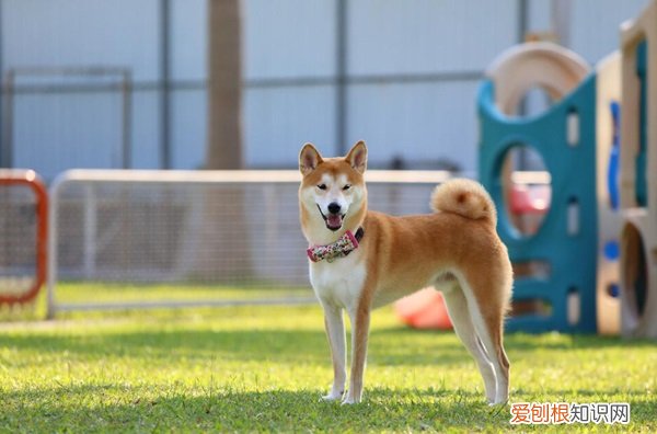 豆柴犬和柴犬区别在哪 豆柴犬和柴犬区别