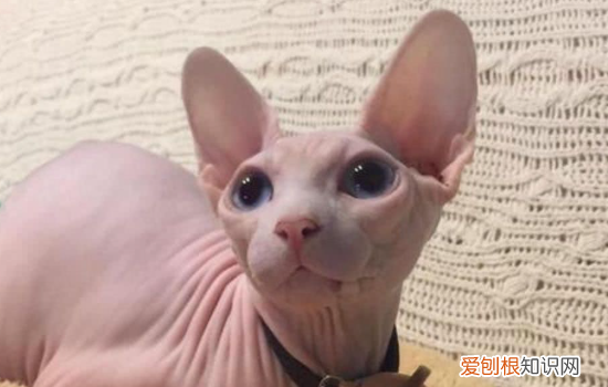不长毛的猫叫什么名字,不长毛的猫是什么品种,不长毛的猫是什么品种的猫