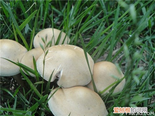 野生蘑菇保鲜方法如何识别野生蘑菇是否有毒