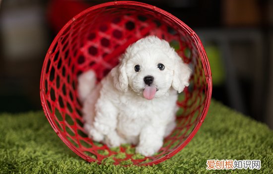 狗一般什么时候成年 狗狗什么时候成年