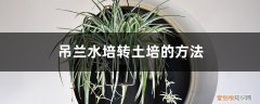 吊兰水培转土培要注意什么 吊兰水培转土培的方法，吊兰土培注意事项