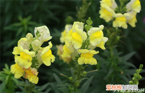 剑兰怎么养 剑兰的养殖方法