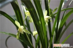 剑兰怎么养 剑兰的养殖方法