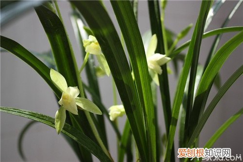 剑兰怎么养 剑兰的养殖方法