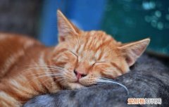 橘猫发胖会影响健康吗 橘猫发胖