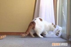 猫咪把玩具叼床上什么意思 猫咪把玩具叼床上