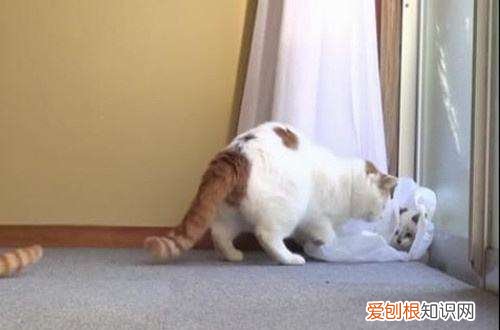 猫咪把玩具叼床上什么意思 猫咪把玩具叼床上