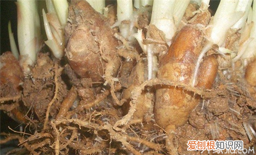 沙姜的功效与作用 小小沙姜还能治疗胃寒牙痛