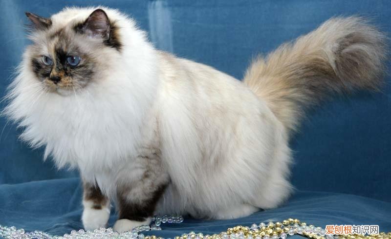 重点色猫为什么不值钱 重点色猫不值钱的原因