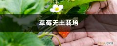 草莓无土栽培土怎么做 草莓无土栽培方法