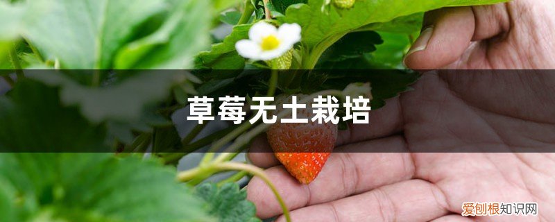 草莓无土栽培土怎么做 草莓无土栽培方法
