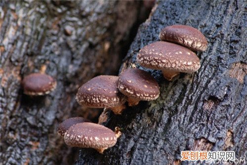 椴木香菇是什么 椴木香菇种植技术
