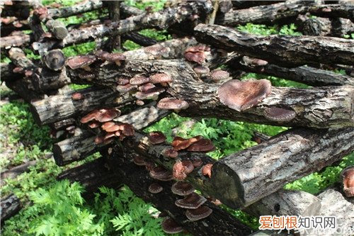 椴木香菇是什么 椴木香菇种植技术
