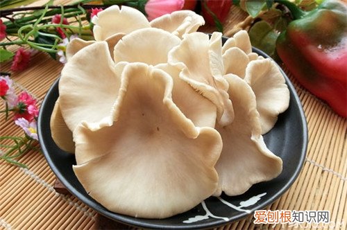 鲍鱼菇的食疗功效 鲍鱼菇图片