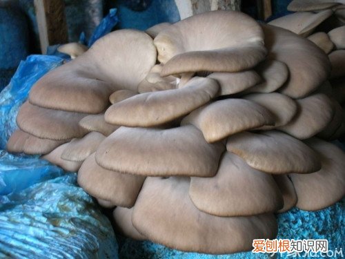 鲍鱼菇的食疗功效 鲍鱼菇图片