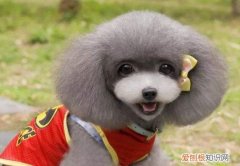 狗狗夏天穿衣服会热死吗 狗狗夏天穿衣服