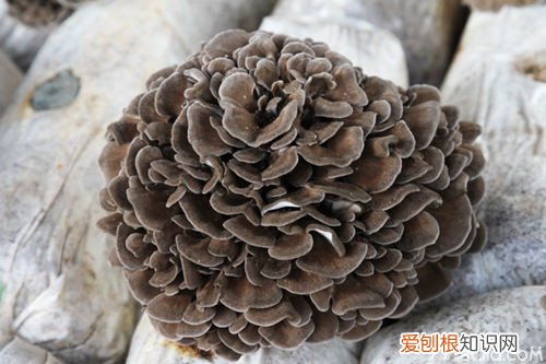 真菌抗癌之王–灰树花的功效与作用，灰树花对什么癌效果好