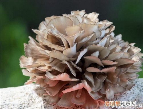 真菌抗癌之王–灰树花的功效与作用，灰树花对什么癌效果好