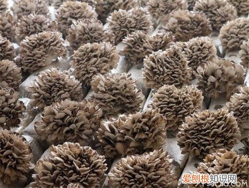 真菌抗癌之王–灰树花的功效与作用，灰树花对什么癌效果好