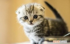 猫抬起一只前脚是发病了吗 折耳猫抬起一只前脚是发病了吗