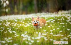 柯基爬楼梯的危害 柯基犬爬楼梯危害