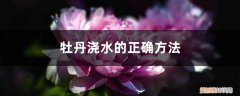 牡丹浇水的正确方法,浇水过多会出现什么现象 牡丹浇水的正确方法，浇水过多会出现什么现象