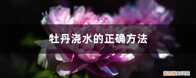 牡丹浇水的正确方法,浇水过多会出现什么现象 牡丹浇水的正确方法，浇水过多会出现什么现象