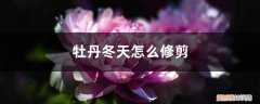 北方地栽牡丹冬天会冻死吗 牡丹冬天怎么修剪，冬天会冻死吗