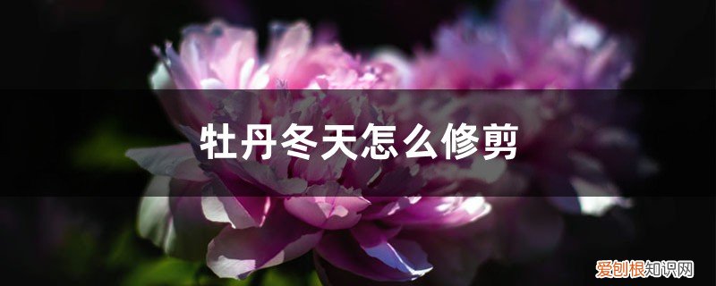 北方地栽牡丹冬天会冻死吗 牡丹冬天怎么修剪,冬天会冻死吗