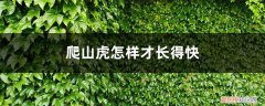 爬山虎冬天落叶子吗 爬山虎怎样才长得快，冬季落叶吗