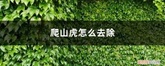 爬山虎冬季落叶吗 爬山虎怎么去除，冬季室外是否落叶
