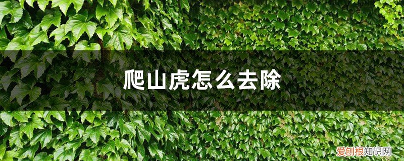 爬山虎冬季落叶吗 爬山虎怎么去除，冬季室外是否落叶