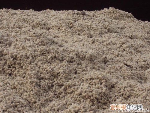 棉籽是个宝 棉籽用途