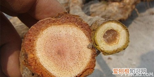 国家认可健康中药 藤梨根的功效与作用