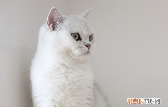 英短美短杂交的猫猫是什么样的 英短美短杂交长大好看吗