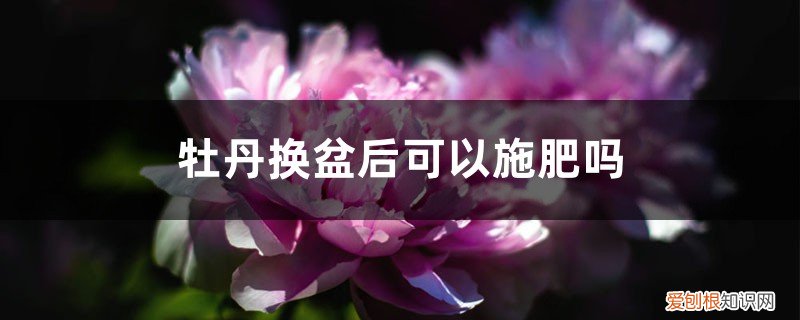 怎样给盆栽牡丹换盆 牡丹换盆后可以施肥吗，新上盆的牡丹怎么管理