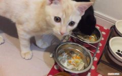 猫长期吃自制猫饭健康吗,猫长期吃自制猫饭好吗,猫长期吃自制猫饭会营养不良吗