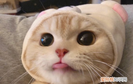 橘猫沙梨是什么品种 沙梨是什么品种的猫