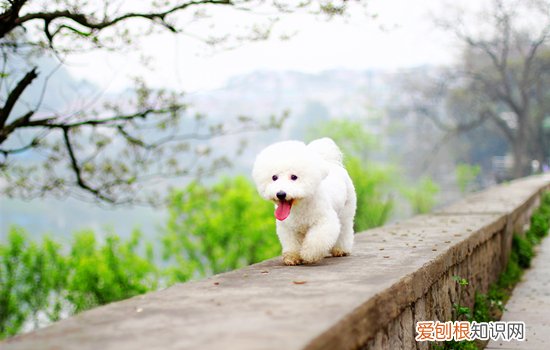 比熊对主人 比熊把主人当主人的表现
