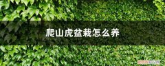 爬山虎盆栽怎么养,怎么浇水视频 爬山虎盆栽怎么养，怎么浇水